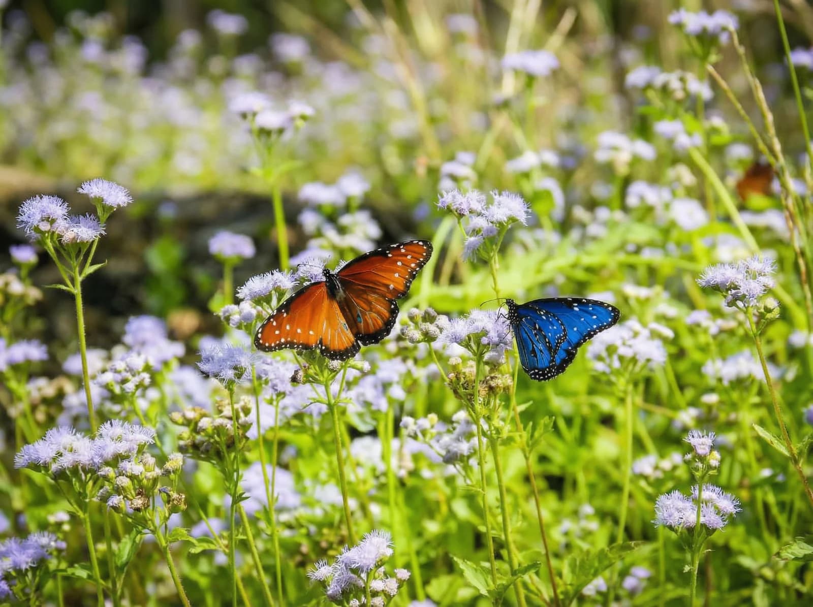 Monarch butterflies on summer wildflowers