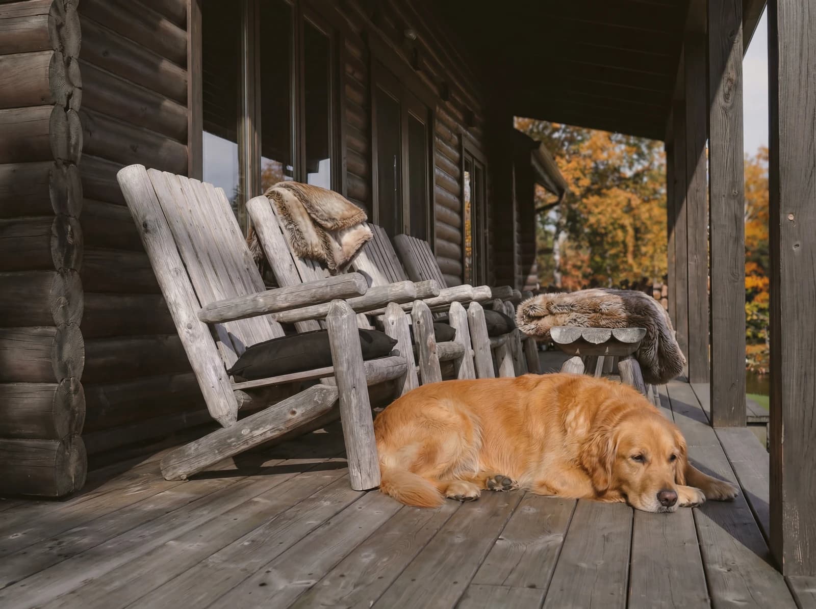 Golden retriever resting on the cabin porch