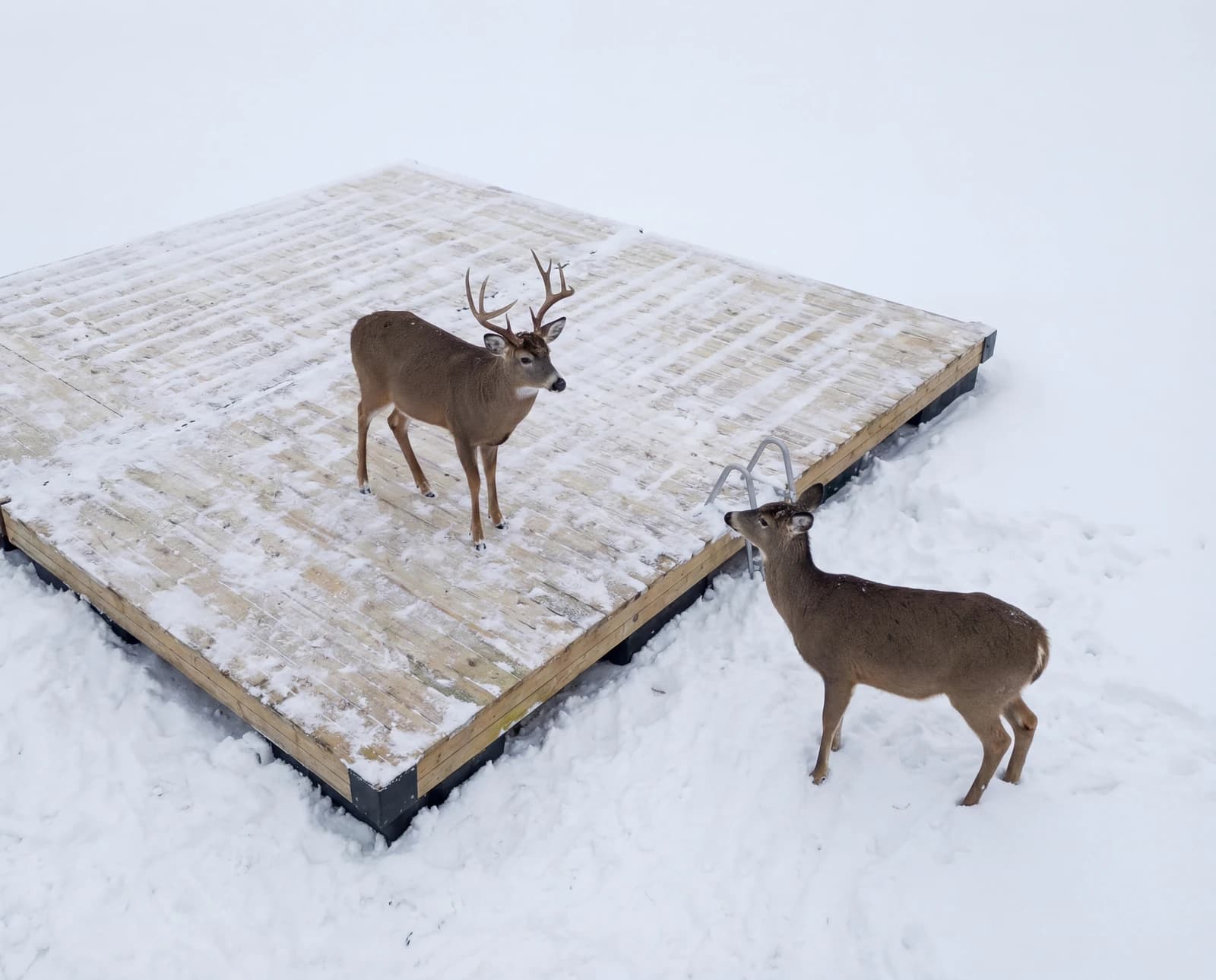 Two deer on the snow-covered platform