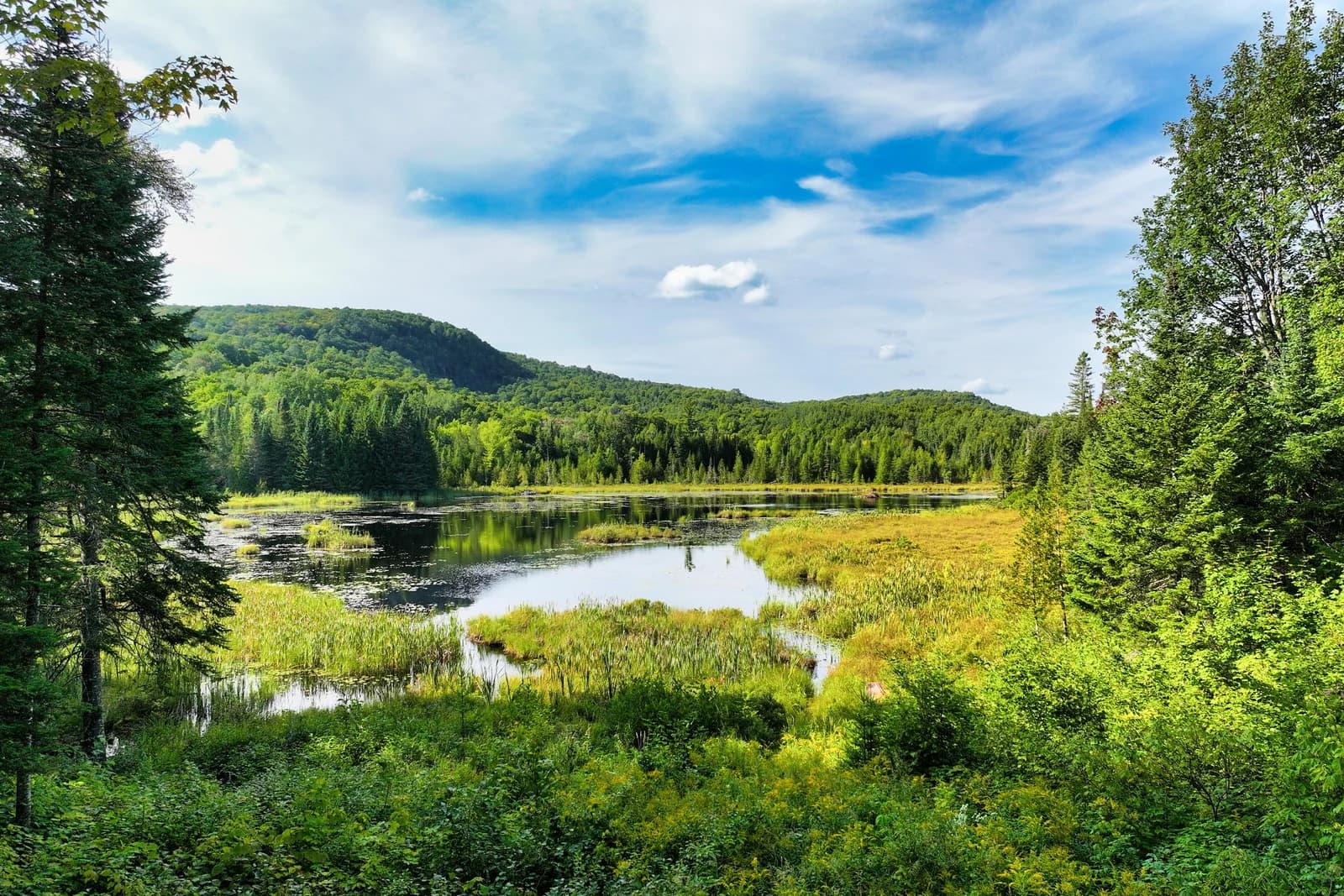 Panneau du Lac du Loup au bord de l'eau, fleurs sauvages au premier plan